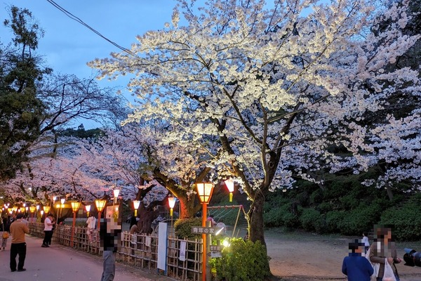 sakurakomaki9