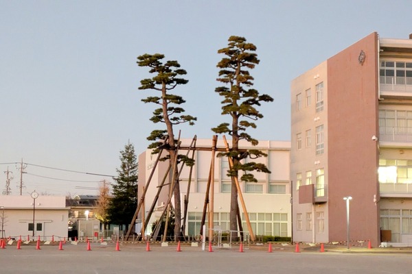 昨年12月に3本のうち1本が折れた小牧小学校のクロマツ。残りの2本は伐採へ