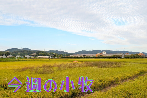 20231016_000923_0000