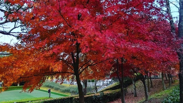 IMG_20201120_233229_153