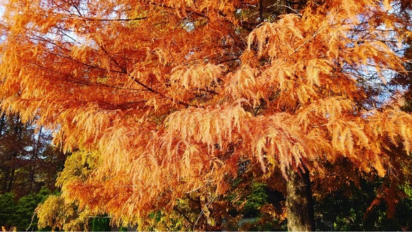 Screenshot_20201121-000401-01