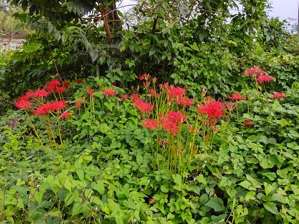 小牧市高根の彼岸花