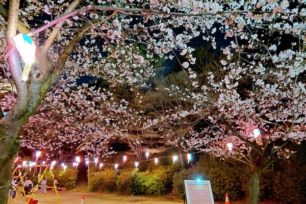 sakuramatsuri4