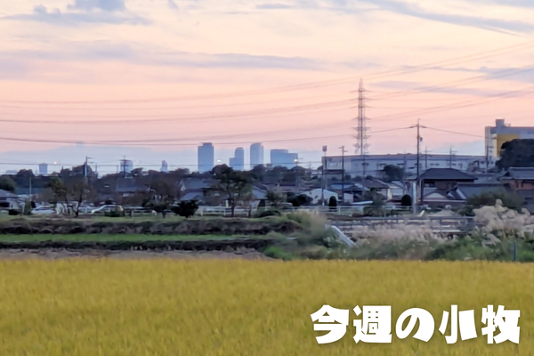 今週の小牧_20251109_153816_0000