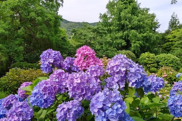 DSC_7915-01