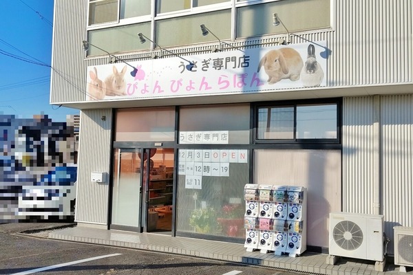 pyonpyon