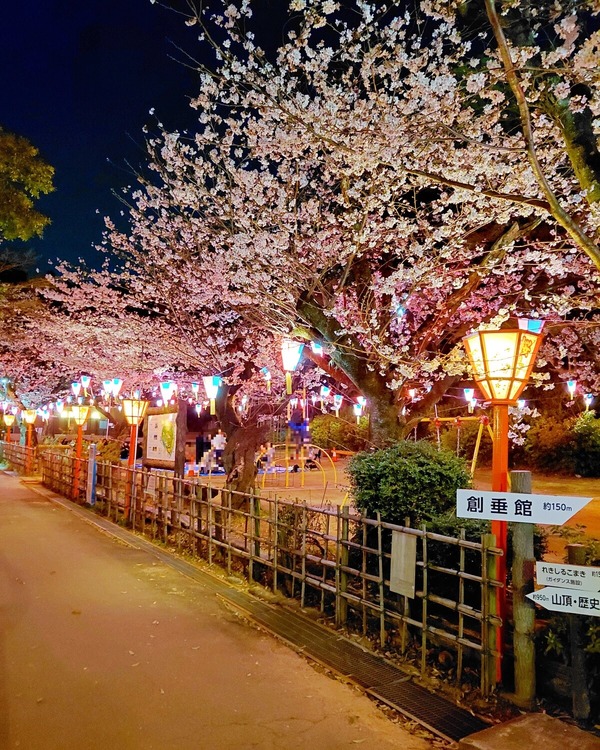 sakuramatsuri3