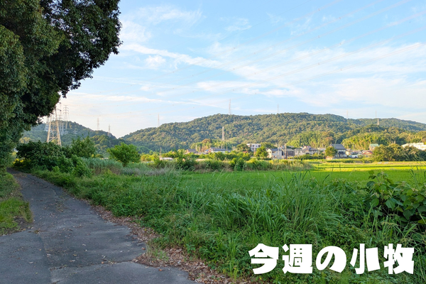 今週の小牧_20250706_213303_0000