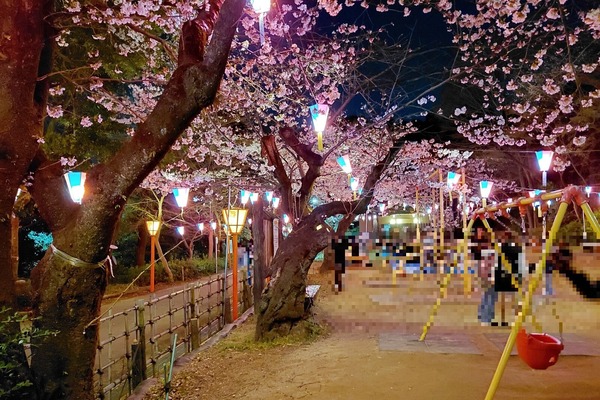 sakuramatsuri6