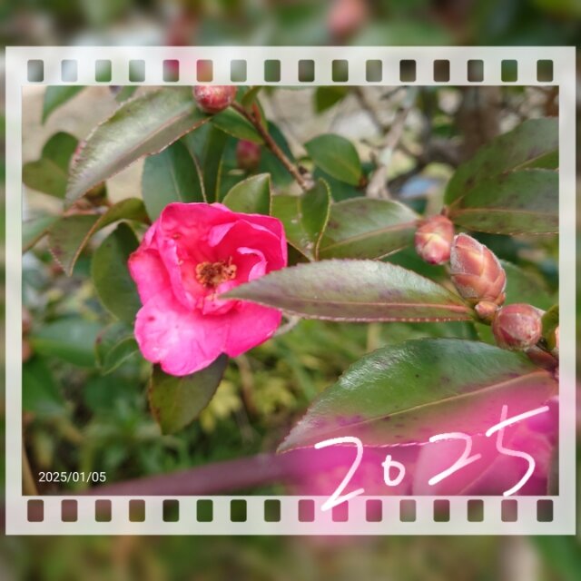 キラキラ_20250105_155435