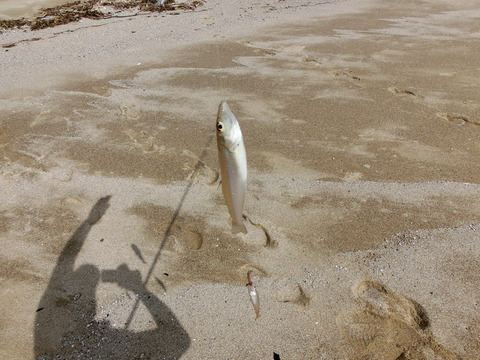 CIMG3021_¥µ¥¤¥ºÊѹ¹