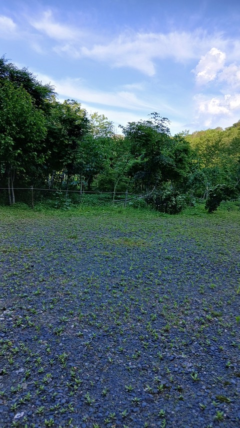 木が倒れ、また作業をしました