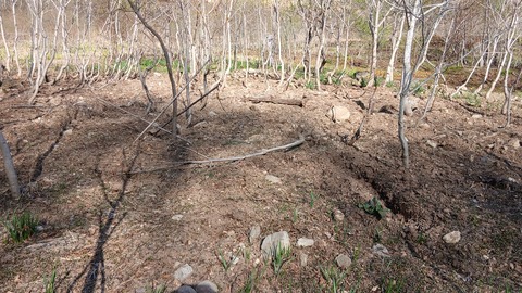 今年もイノシシの害が…