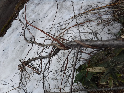 DSCF4242
