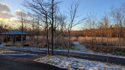 晴れの予報ですが、風が強く、草むらは白くなっています…