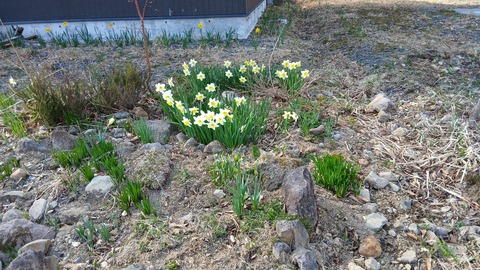 ガーデンの様子…水仙が咲きました