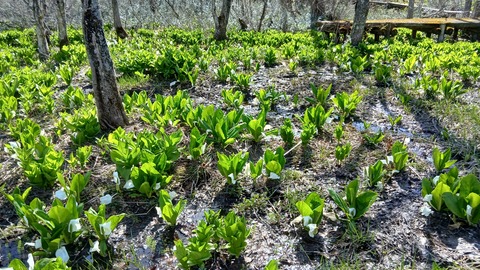 ミズバショウは終わりかけ…
