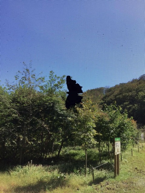 10月になり、訪ね人来たる…