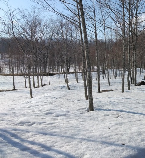 配管掃除以外に忙しく、薪作業をしています