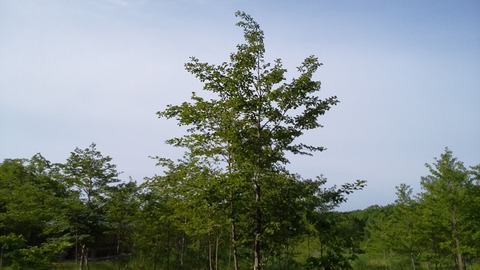20200606063402