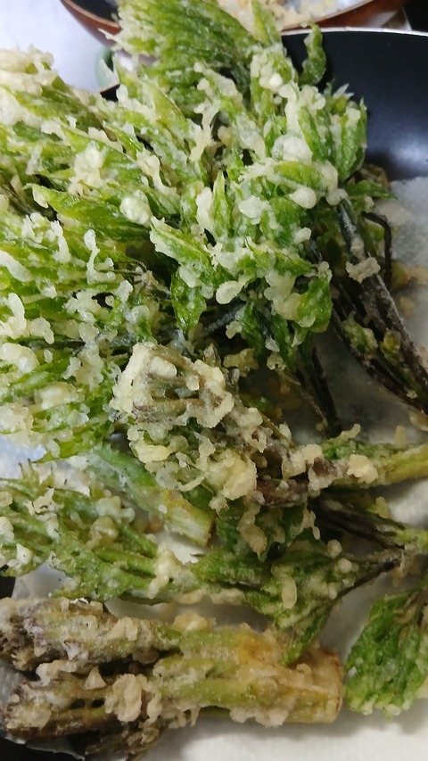 山菜をいただきました