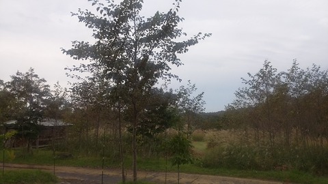 20201004065413