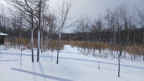 除雪、ありがとうございます
