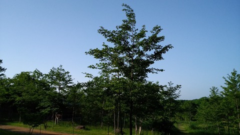 20200605061127