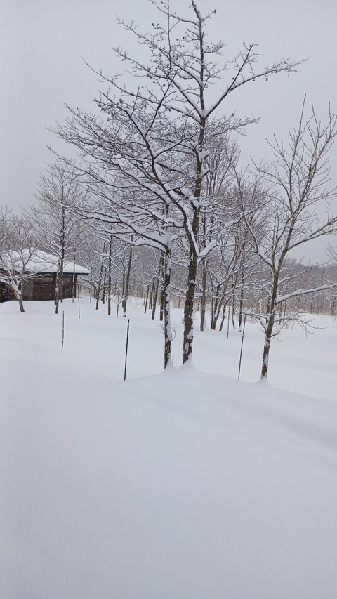 また真っ白に…