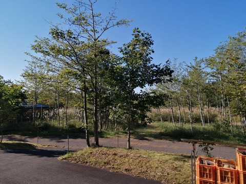 9月も終わり、一日晴れ、寒暖差が激しいです。