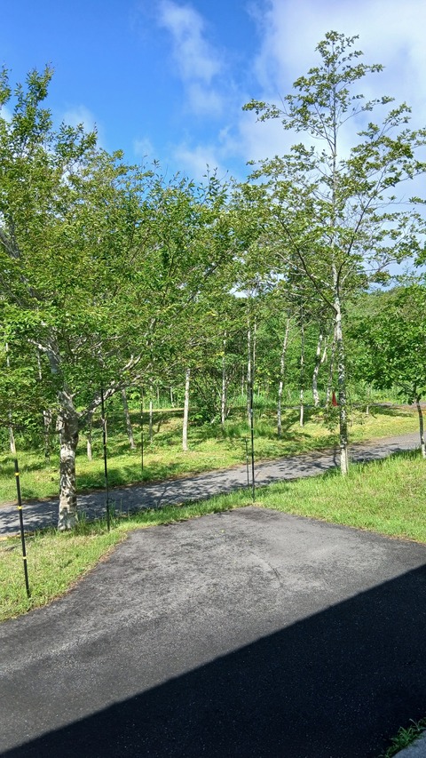 久しぶりに晴れました