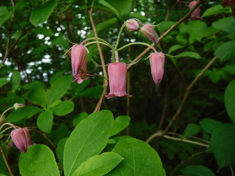 DSCF8900