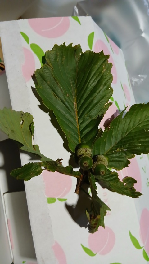 ジオパークと打ち合わせをしました