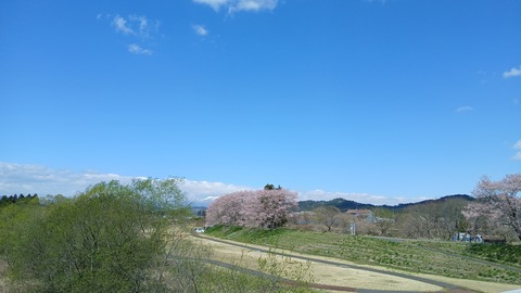 里は桜が美しくなりました