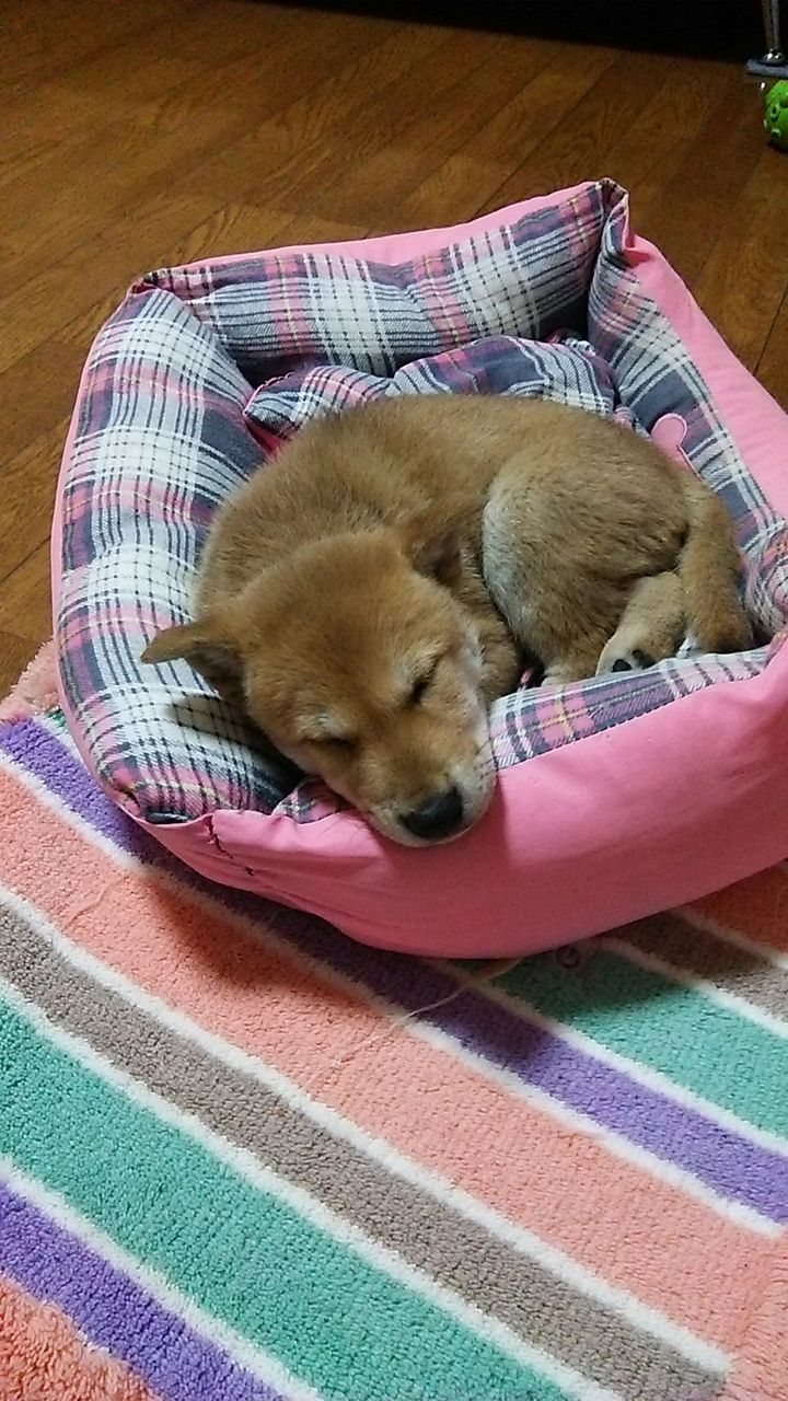 可愛い子犬 柴犬保存会 こまち犬舎 可愛い子犬 柴犬保存会 こまち犬舎