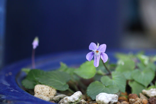resize0352