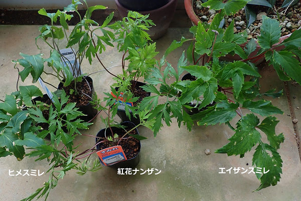 eizan260430 (1)