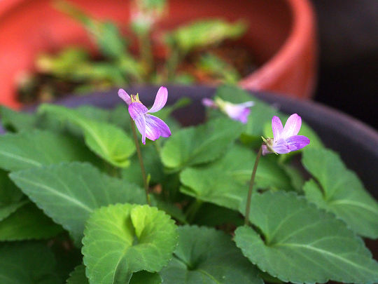 kosumiresakura260410