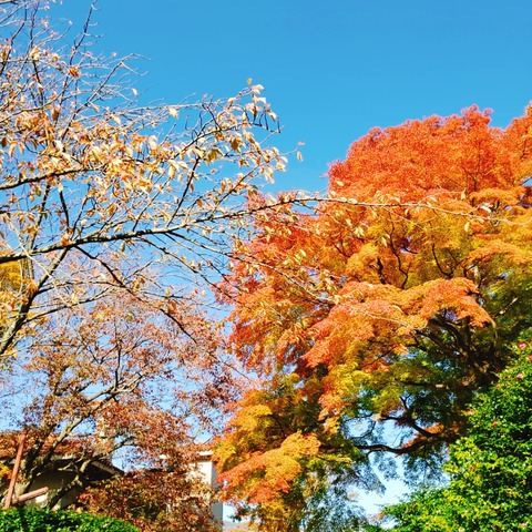 2020-11-14-13-08-03-587