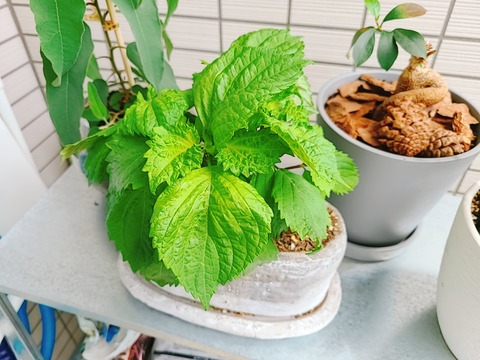 2021-06-17-13-29-44-120