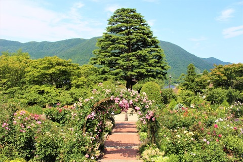 IMG_1612 - コピー