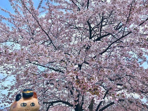 53F9786E-1821-48F3-8211-C5ED64ABE523