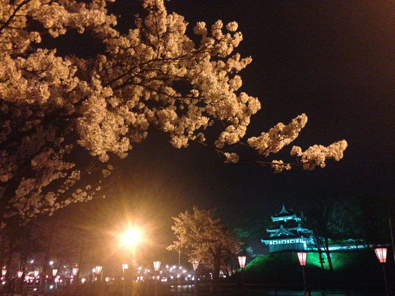 16 日本三大夜桜 高田公園 おいでよ お米所にいがた 16 日本三大夜桜 高田公園 おいでよ お米所にいがた