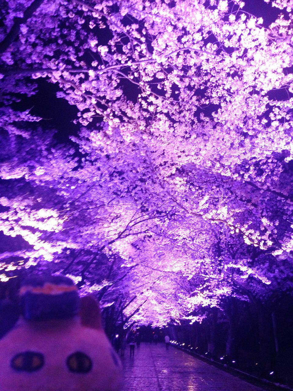 16 日本三大夜桜 高田公園 おいでよ お米所にいがた