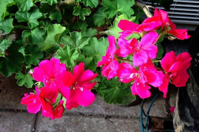 ゼラニウムが香る エルブ モナムール