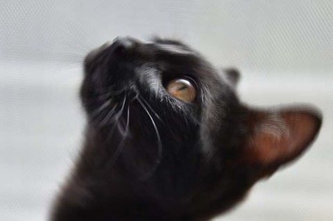 cat-1507603_640