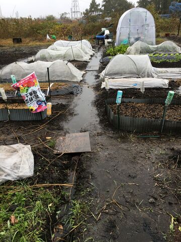 ほうれん草の芽が出た 見沼散人 の身の丈生活 ほうれん草の芽が出た 見沼散人 の身の丈生活
