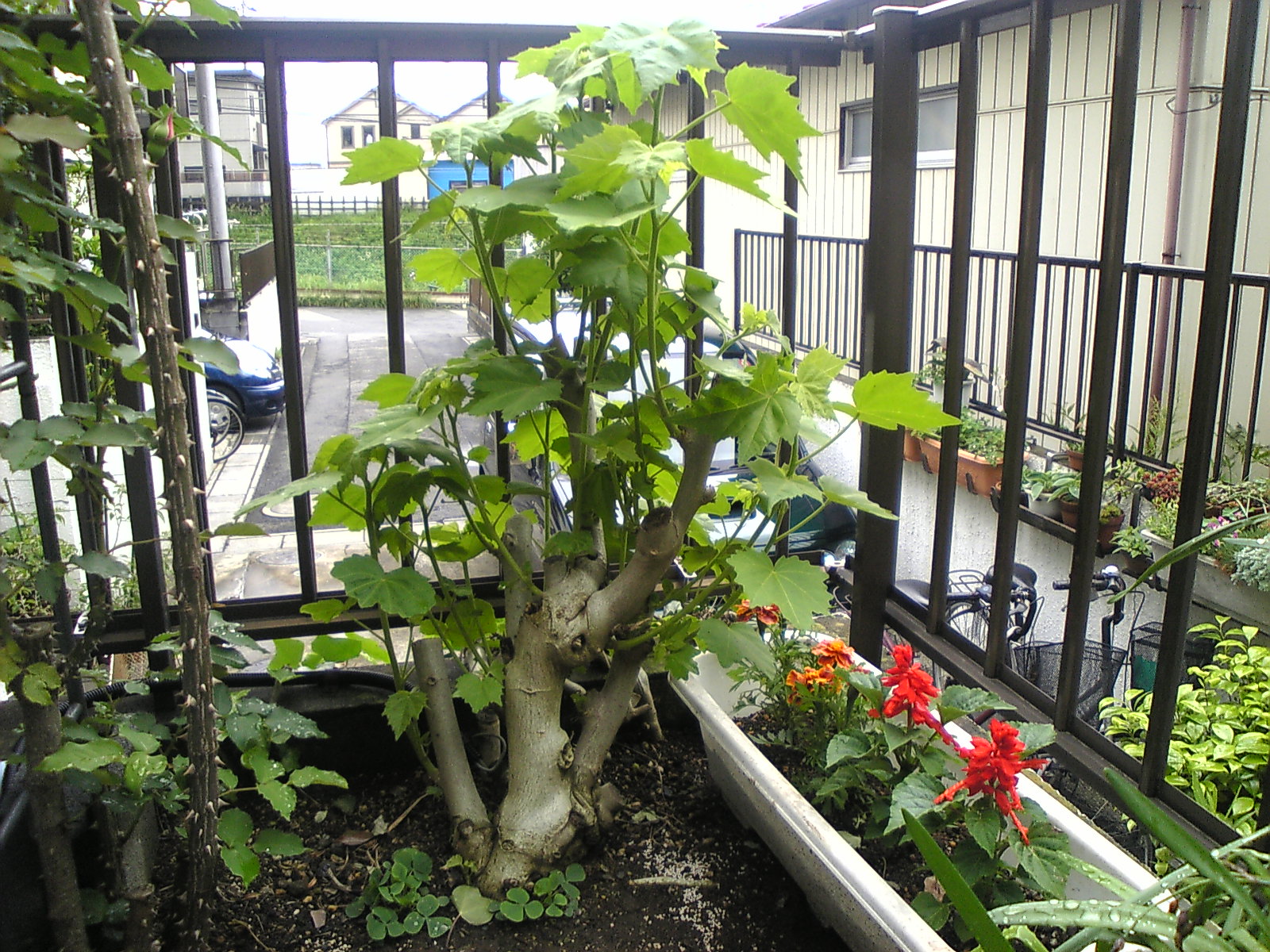 酔芙蓉が伸び始めた 見沼散人 の身の丈生活