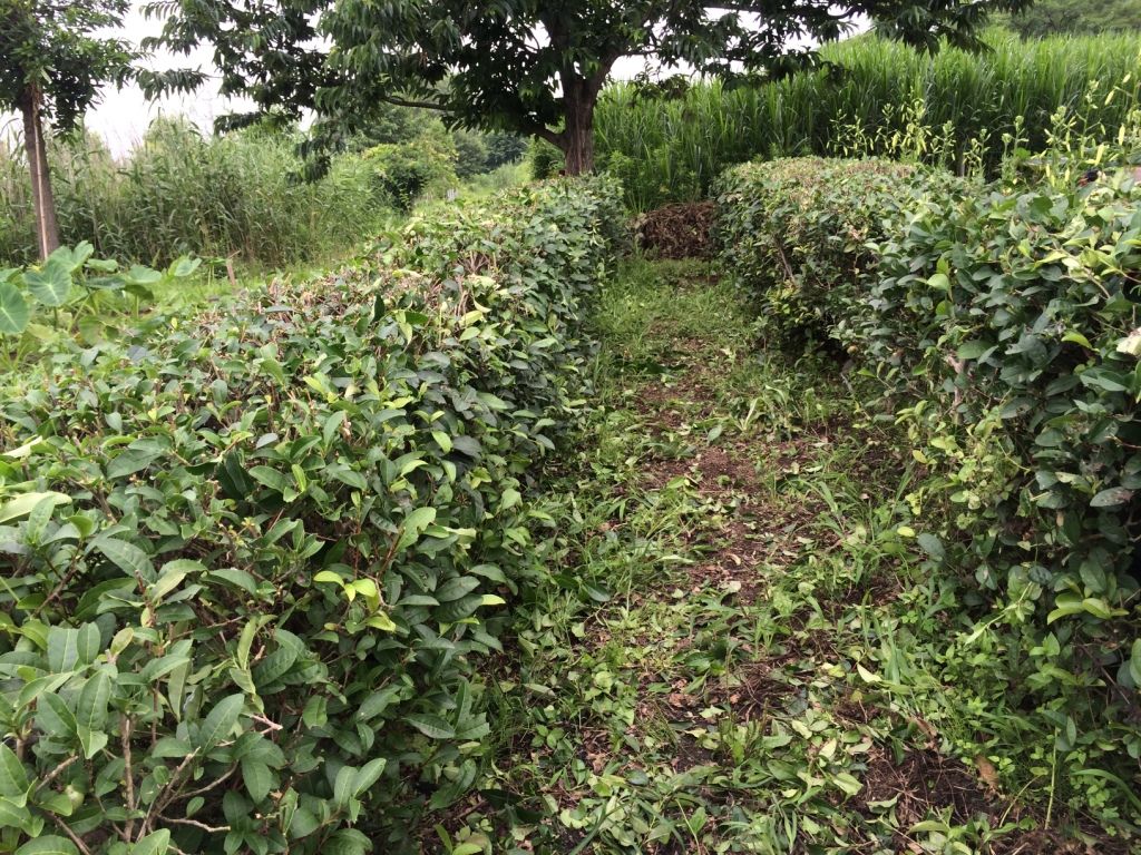 茶の木の剪定 見沼散人 の身の丈生活