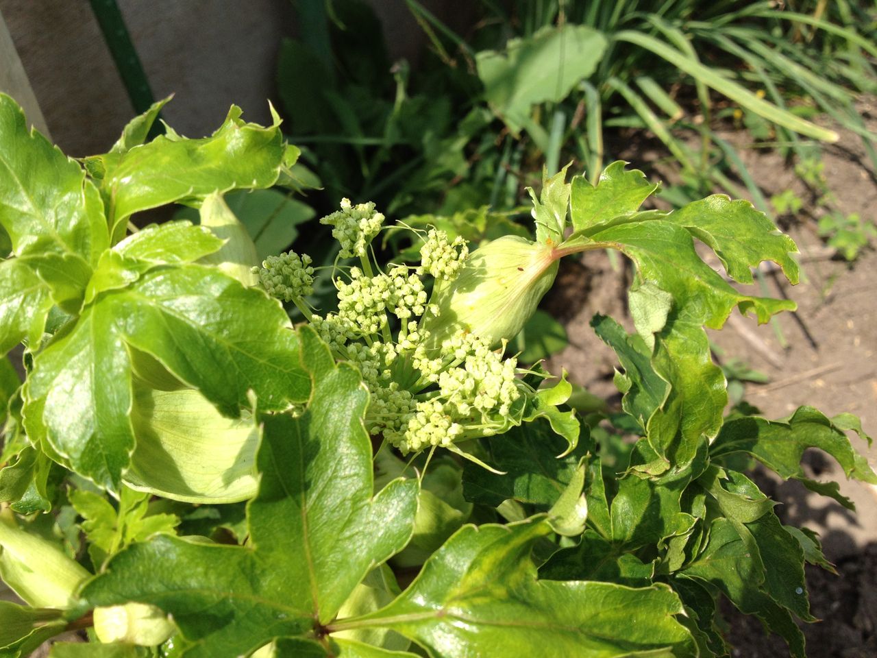野菜の花 見沼散人 の身の丈生活 野菜の花 見沼散人 の身の丈生活